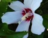 Hibiscus syriacus