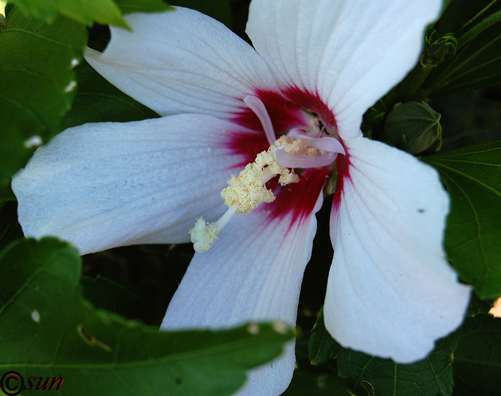 Изображение особи Hibiscus syriacus.