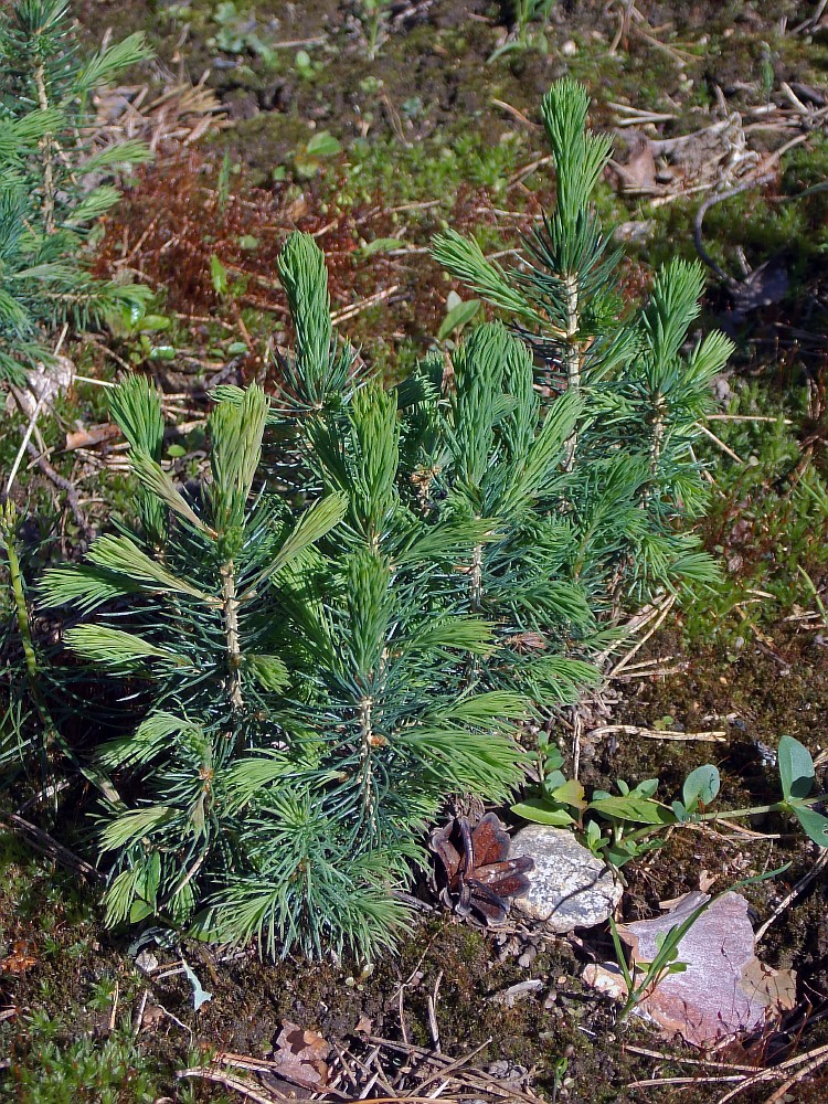 Изображение особи Picea pungens f. glauca.