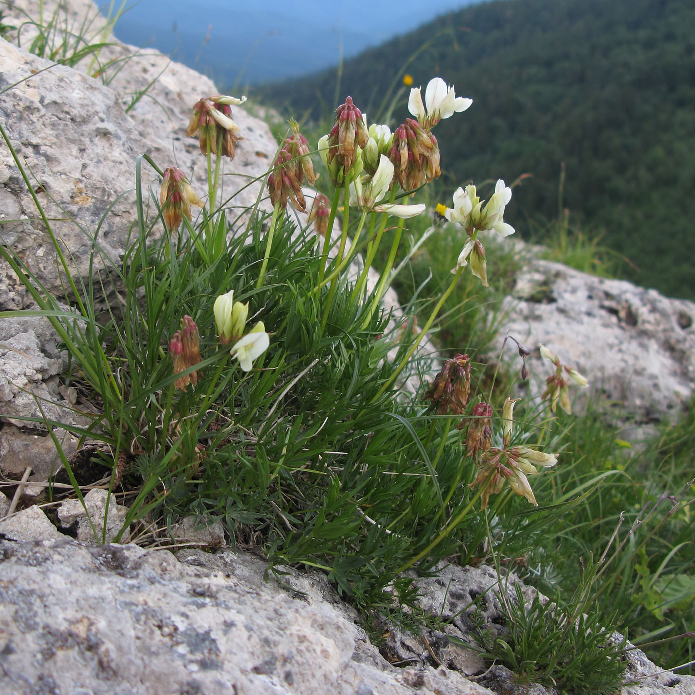 Image of Trifolium polyphyllum specimen.