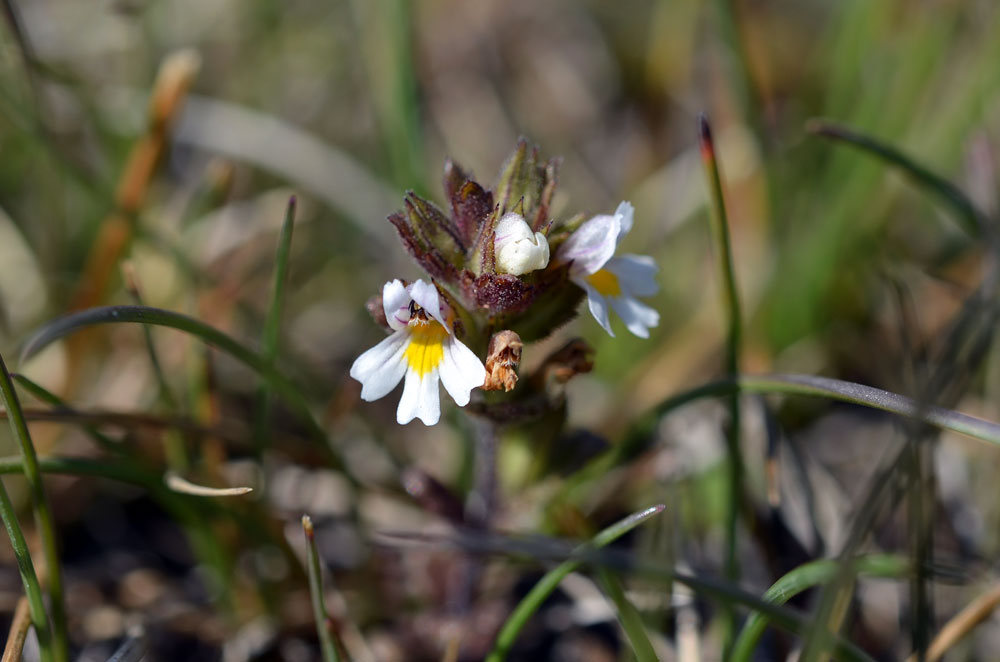 Изображение особи Euphrasia regelii.