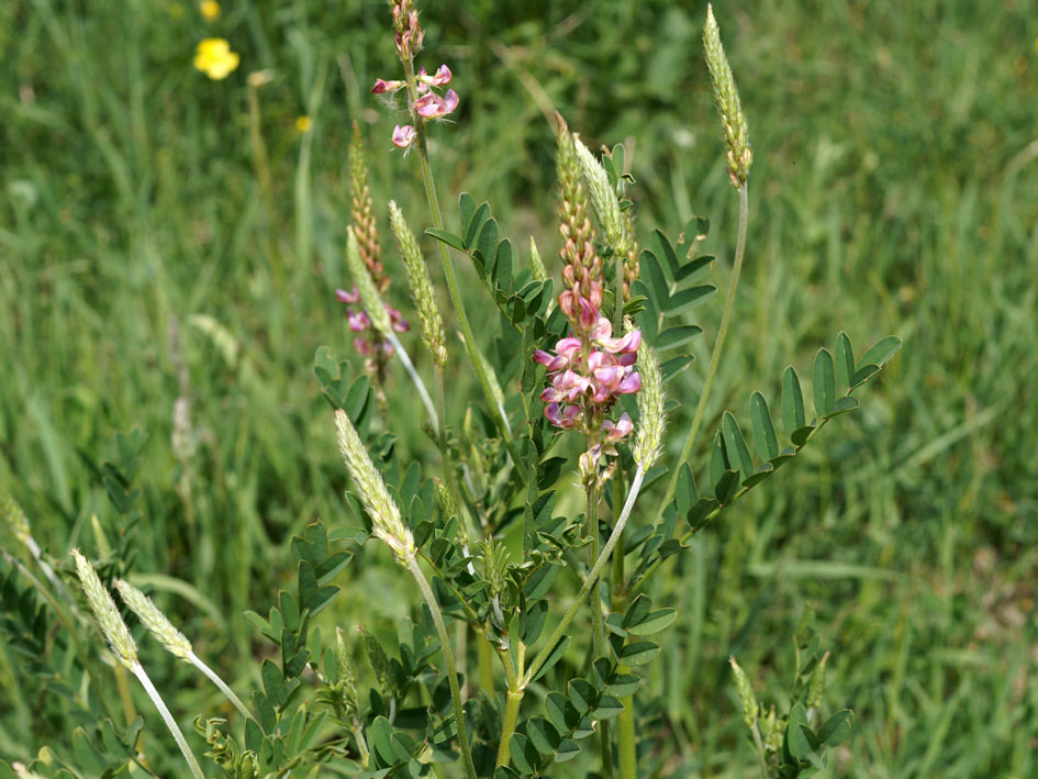 Image of Onobrychis arenaria specimen.