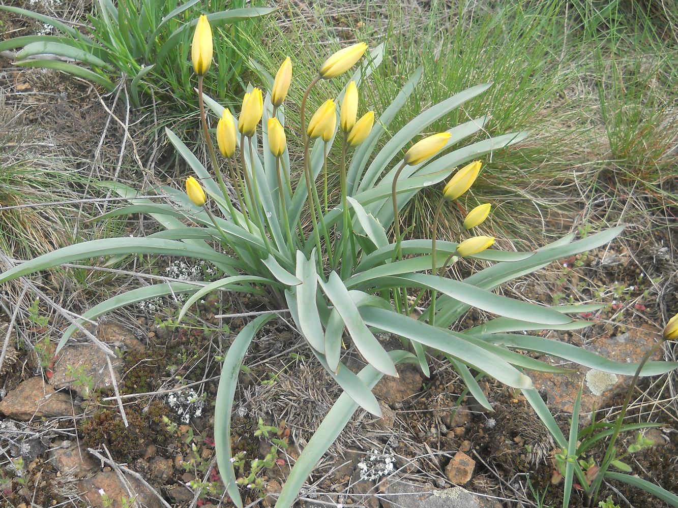 Image of Tulipa scythica specimen.