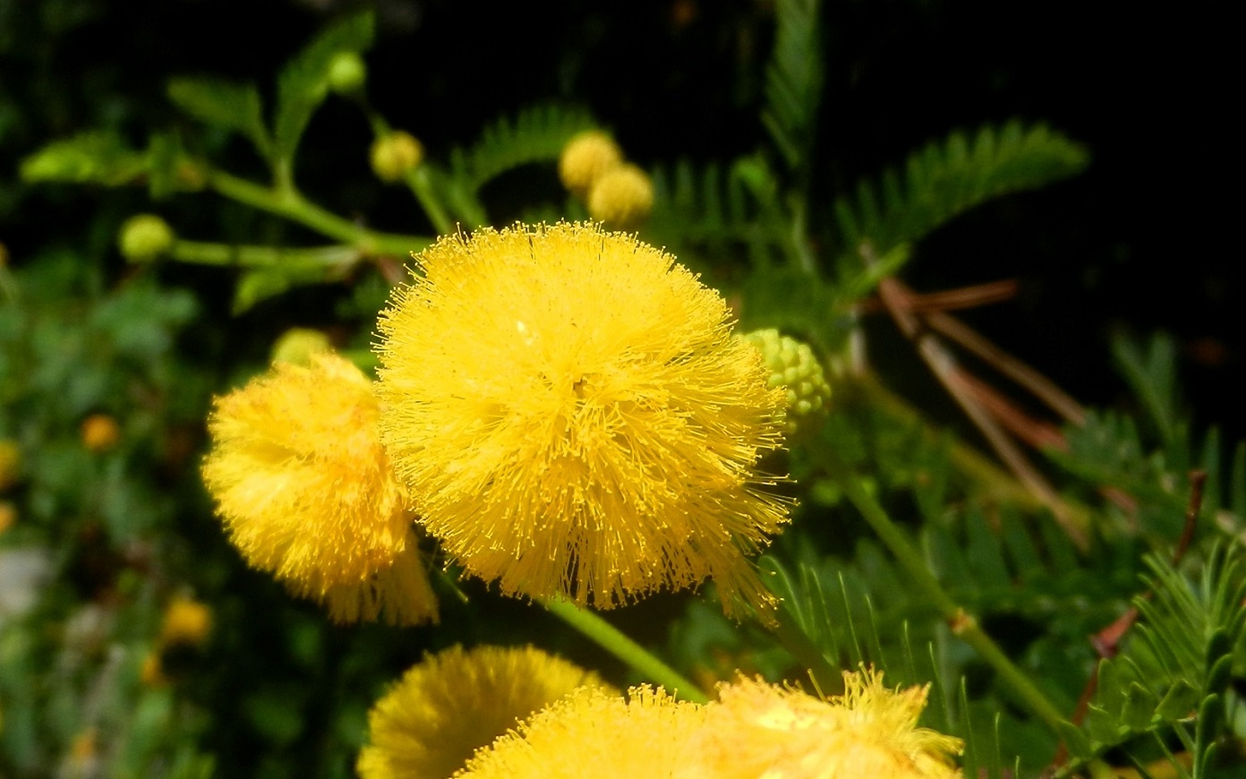 Image of genus Vachellia specimen.