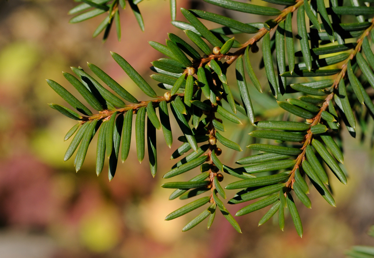 Image of Taxus cuspidata specimen.