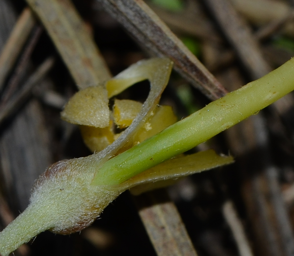 Image of Hakea chordophylla specimen.