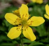 Anemone ranunculoides. Цветок. Украина, Киев, заказник \"Лесники\", широколиственный лес. 8 апреля 2007 г.