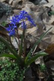 Scilla bifolia