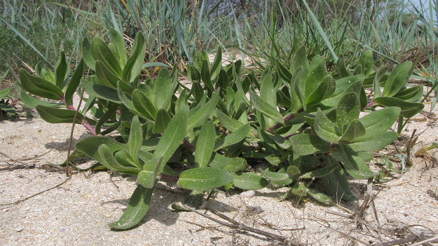 Image of Gypsophila perfoliata specimen.