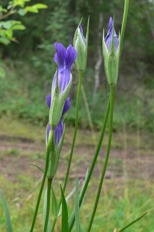 Image of Gentianopsis barbata specimen.