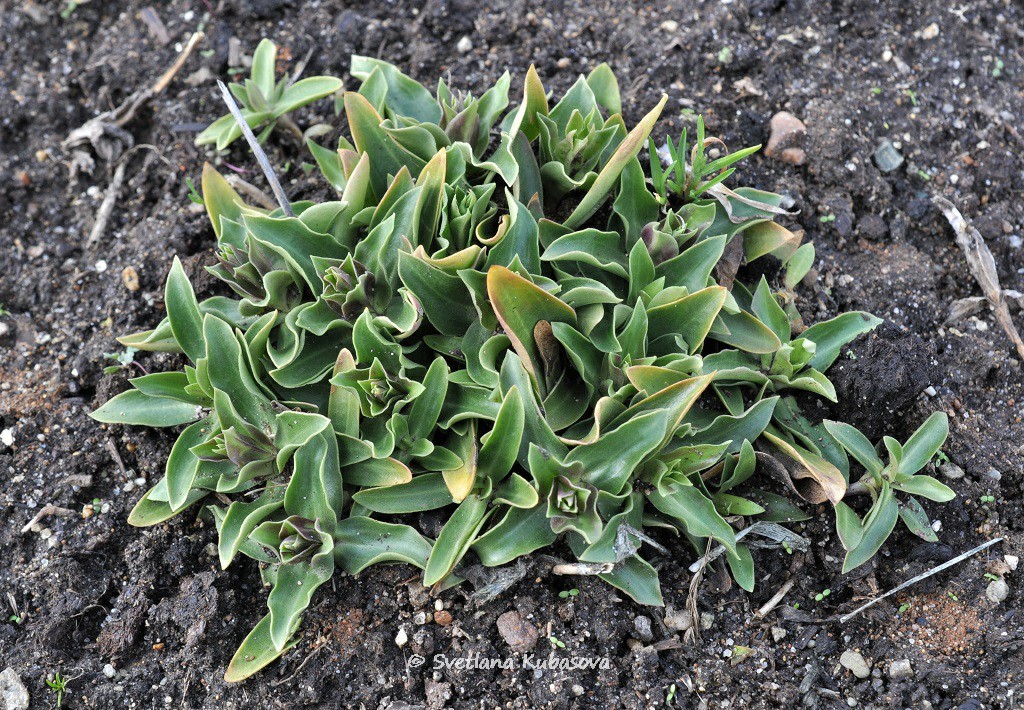 Image of Gentiana dinarica specimen.