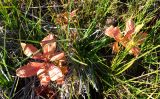 Trientalis europaea