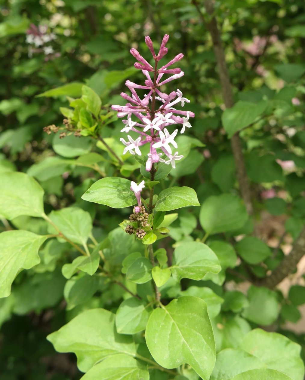 Image of Syringa microphylla specimen.