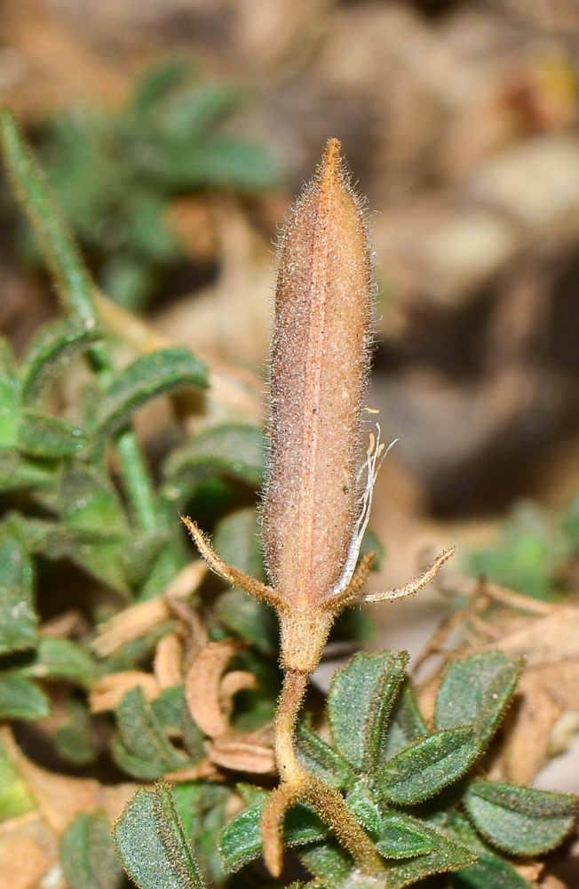 Image of Ononis hesperia specimen.