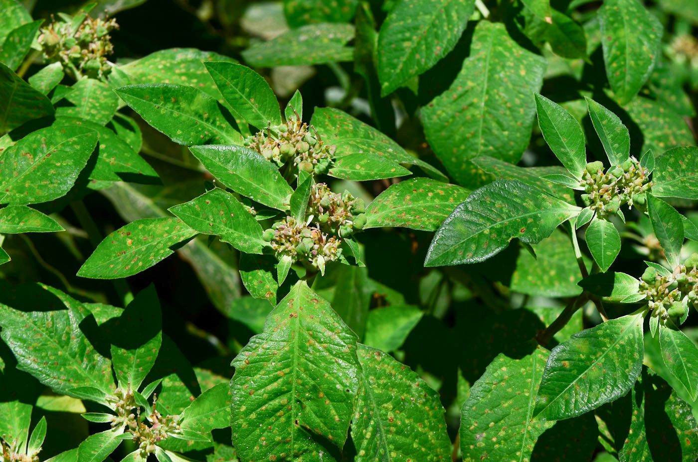 Изображение особи Euphorbia heterophylla.