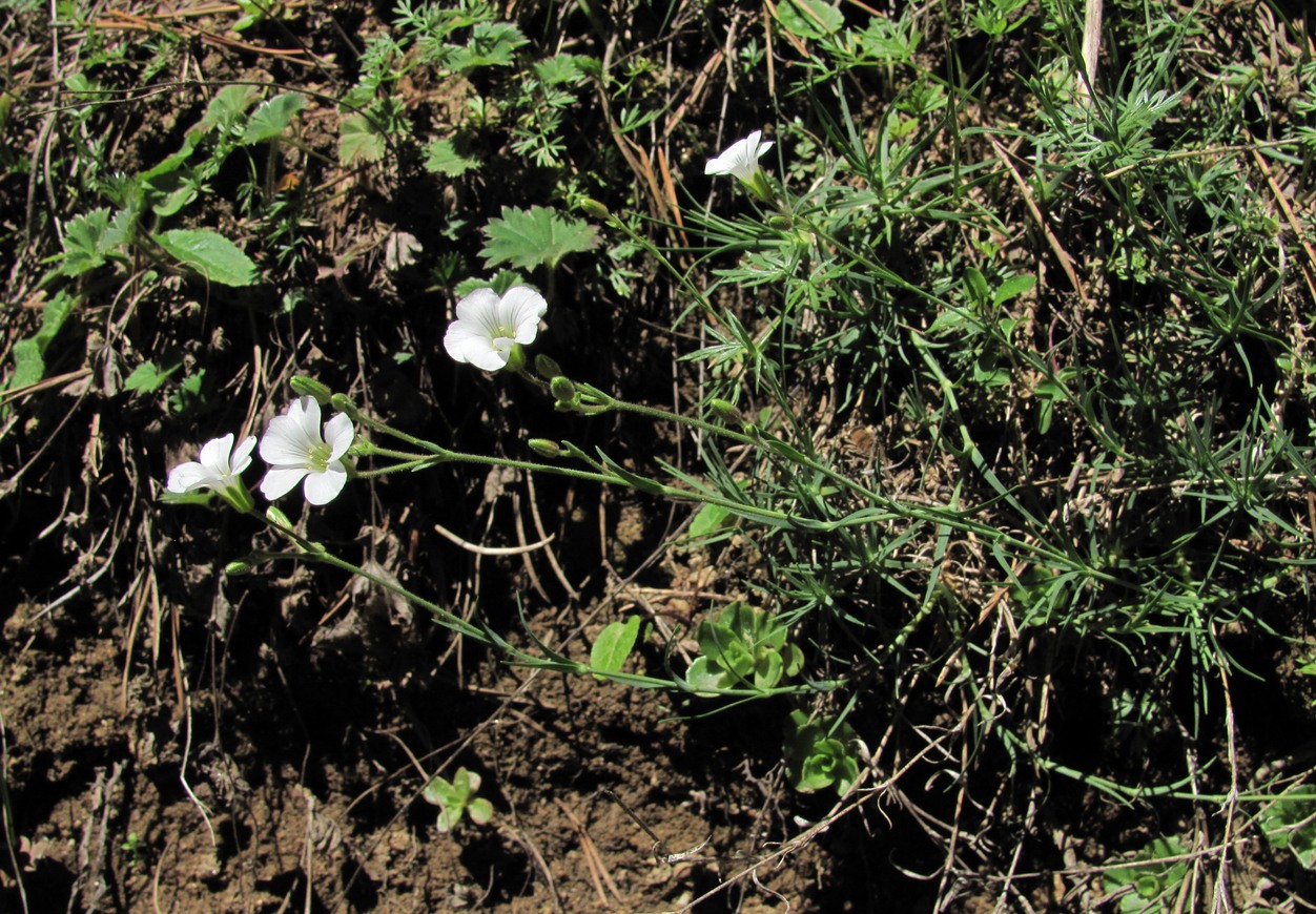 Image of Minuartia circassica specimen.