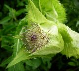 Cirsium oleraceum