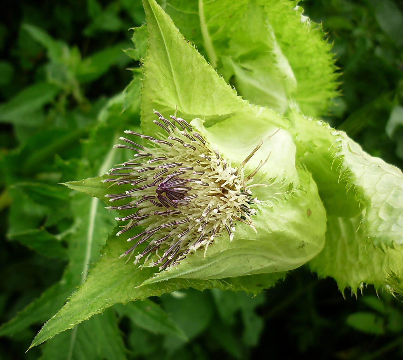 Изображение особи Cirsium oleraceum.