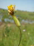 Scorzonera hispanica. Соцветие. Пензенская обл., Нижнеломовский р-н, окр. с. Усть-Каремша, остепнённый луг на открытом склоне. 4 июля 2015 г.