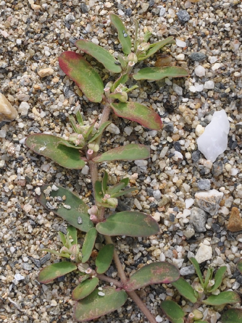 Image of genus Euphorbia specimen.