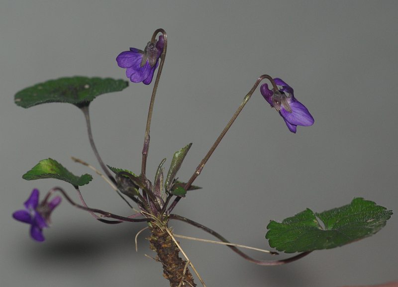 Image of Viola dehnhardtii specimen.