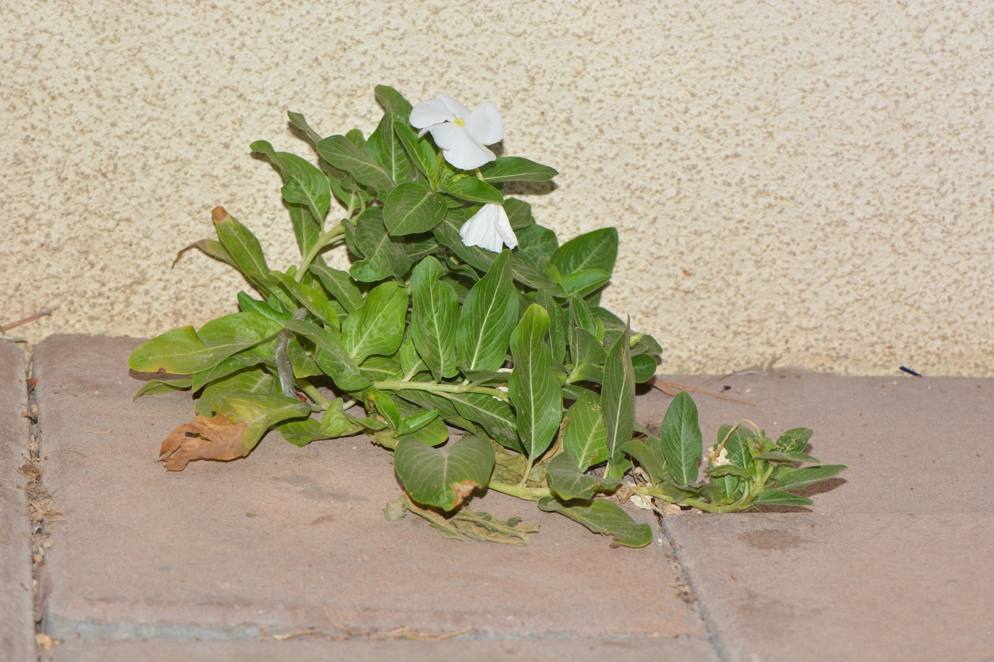 Image of Catharanthus roseus specimen.