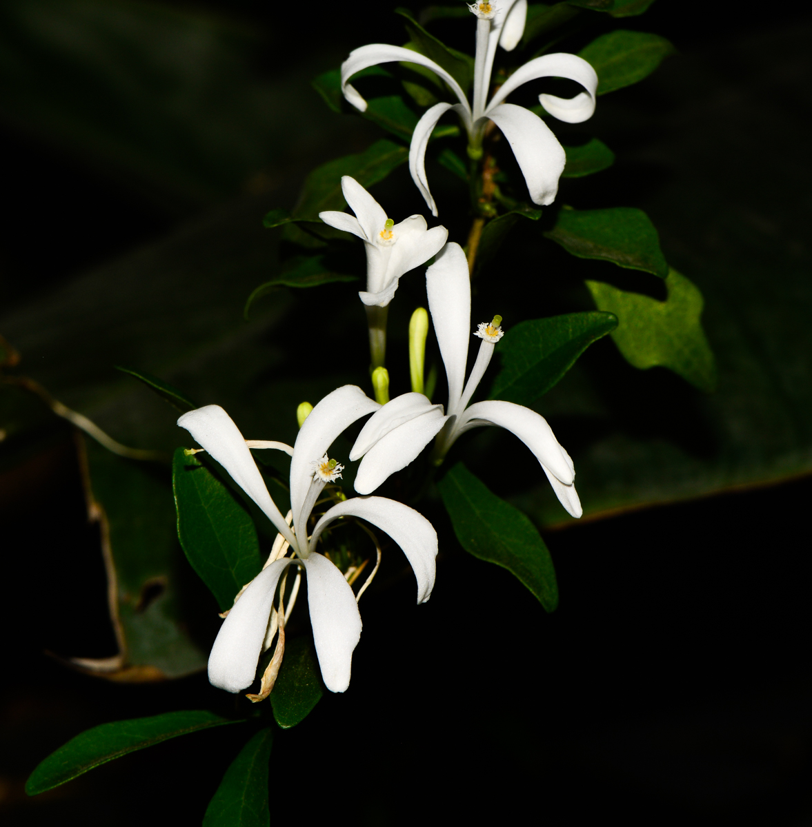 Image of Turraea obtusifolia specimen.