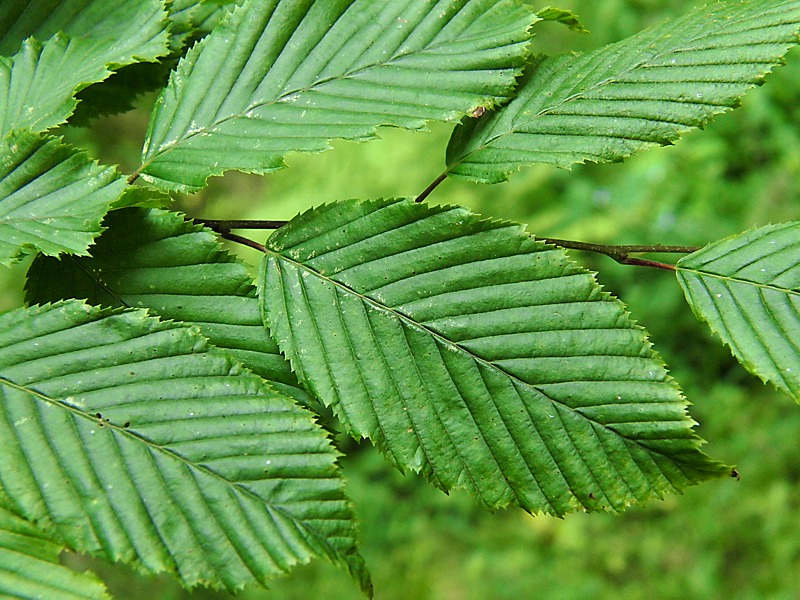 Image of Carpinus betulus specimen.