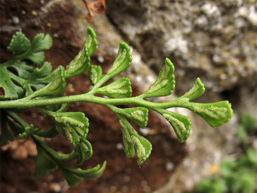 Image of Asplenium ruta-muraria specimen.