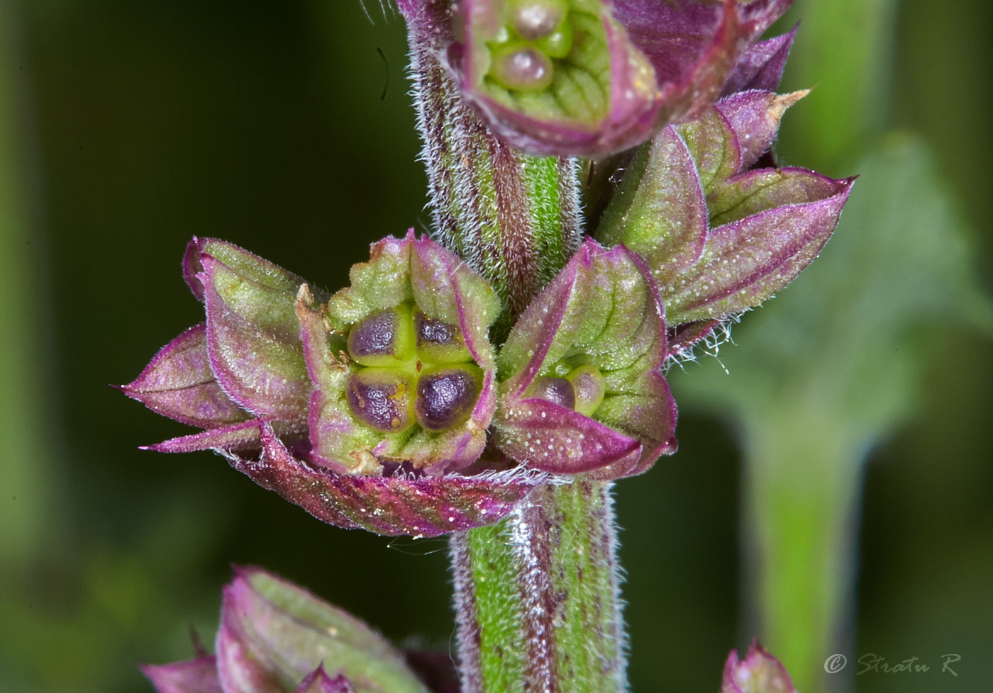 Изображение особи Salvia nemorosa.