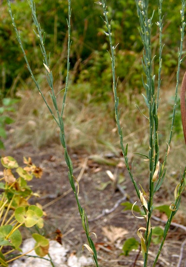 Изображение особи Thymelaea passerina.