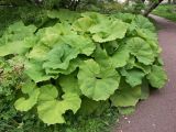 Petasites albus