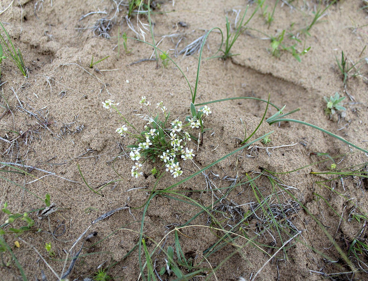 Изображение особи Streptoloma desertorum.