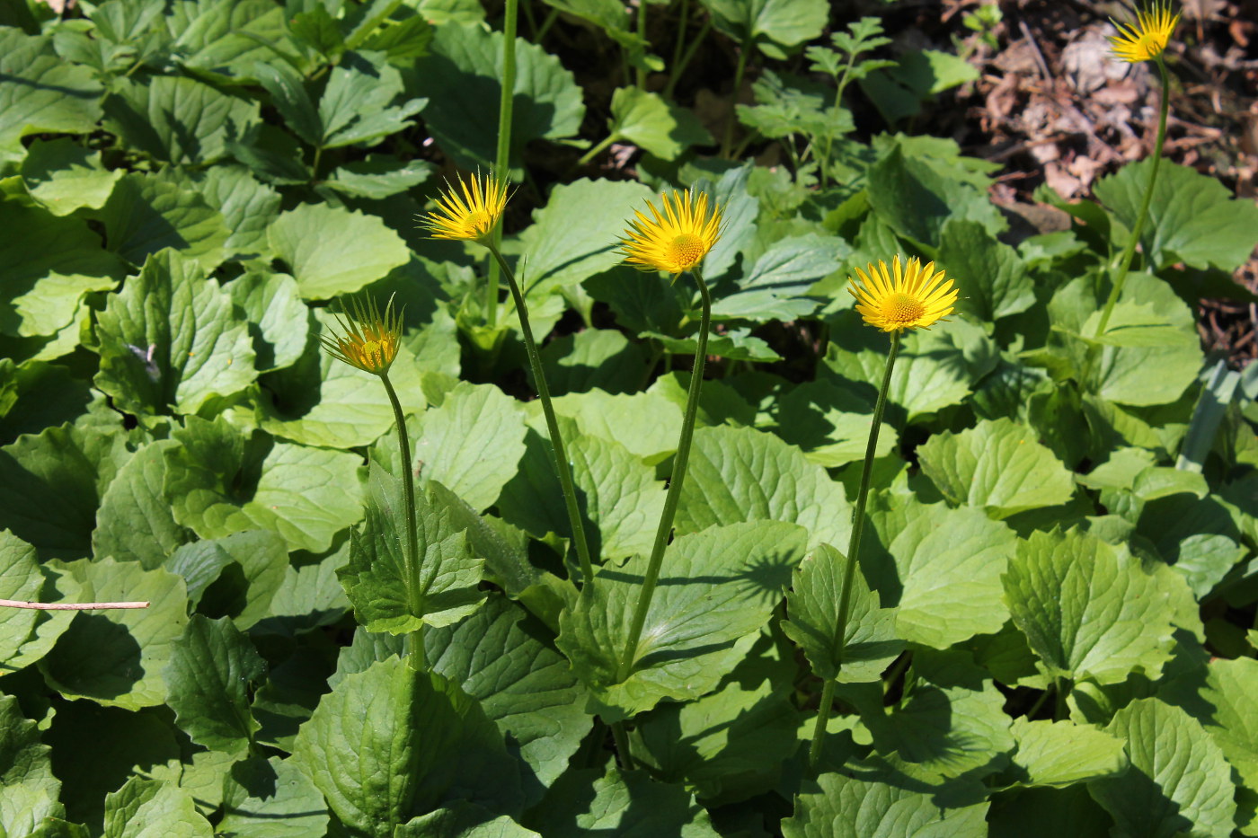 Image of Doronicum orientale specimen.