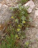 genus Alyssum. Цветущие растения. Украина, г. Запорожье, восточная окраина, долина р. Мокрая Московка, луговая степь, каменистый участок. 16.04.2017.