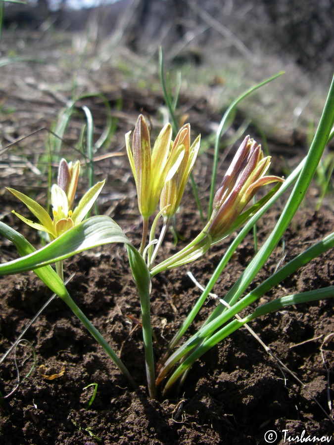 Image of genus Gagea specimen.