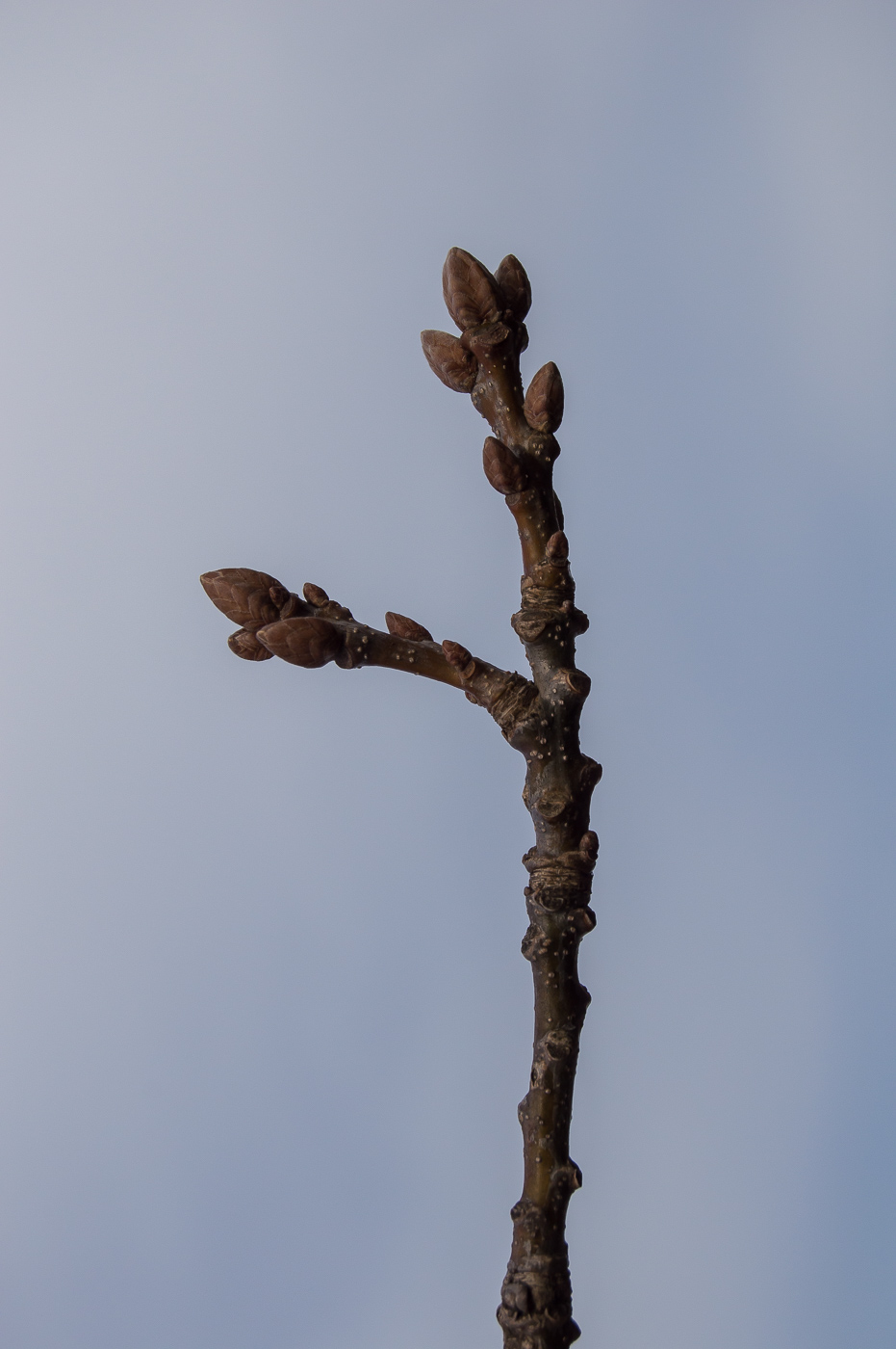 Image of Quercus robur specimen.