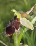 Ophrys mammosa подвид caucasica. Цветок. Краснодарский край, м/о г. Новороссийск, гора Колдун, опушка дубового леса. 6 мая 2017 г.