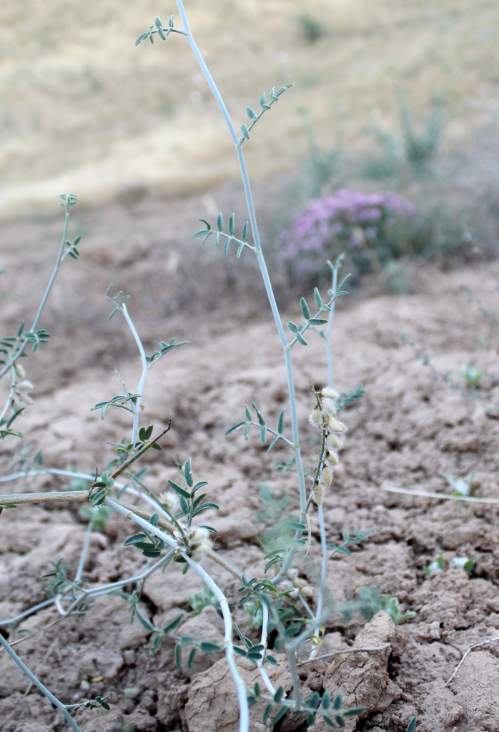 Изображение особи род Astragalus.