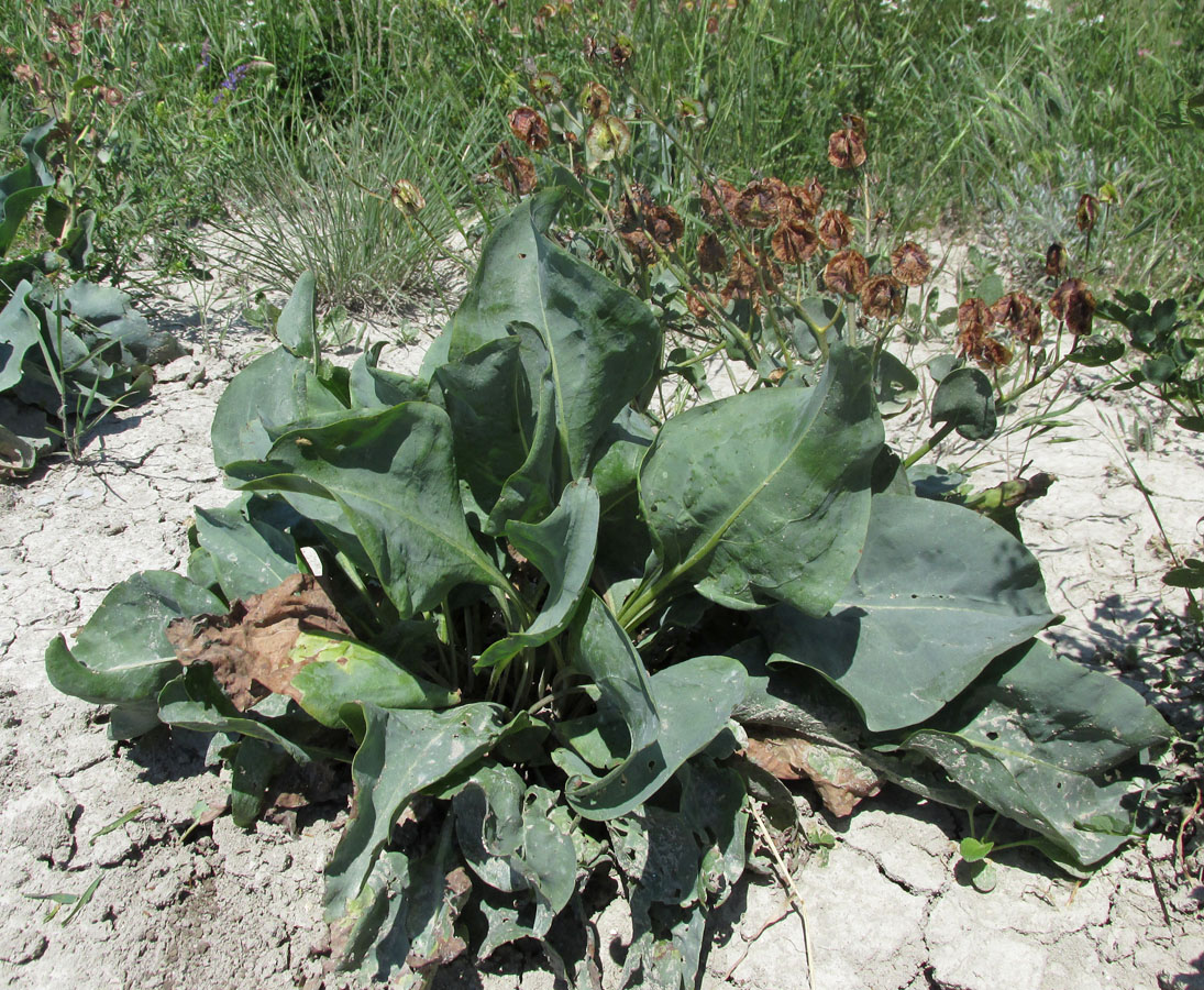 Image of Rindera tetraspis specimen.