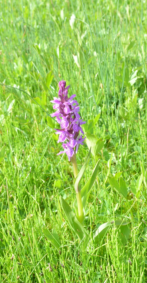 Изображение особи род Dactylorhiza.