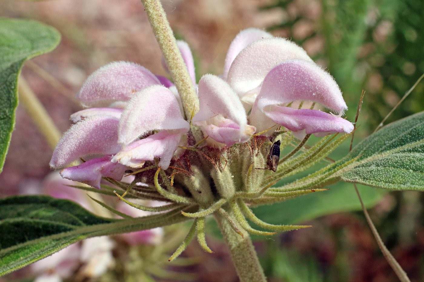 Image of Phlomis sewerzowii specimen.