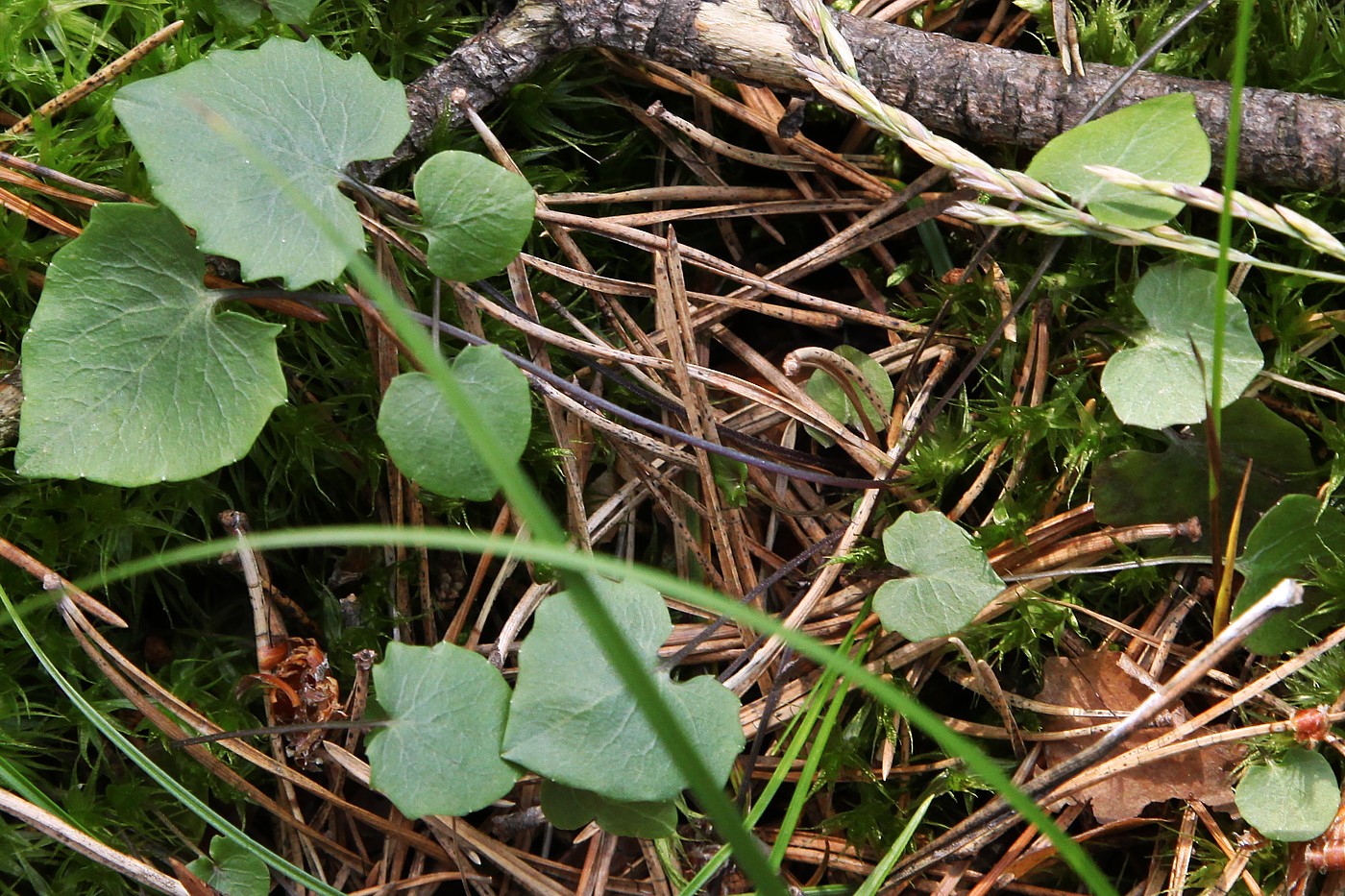 Image of Campanula rotundifolia specimen.