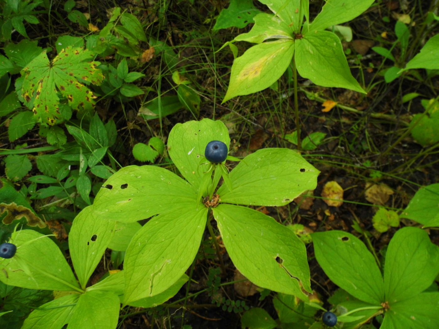 Image of Paris quadrifolia specimen.