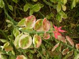 Euphorbia tithymaloides