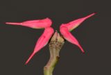 Euphorbia tithymaloides. Верхушка побега с циациями. Израиль, впадина Мёртвого моря, киббуц Эйн-Геди. 24.04.2017.