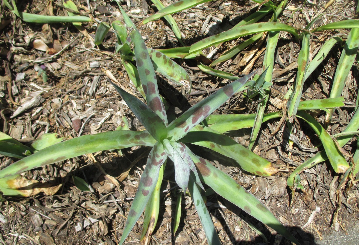 Image of Manfreda variegata specimen.