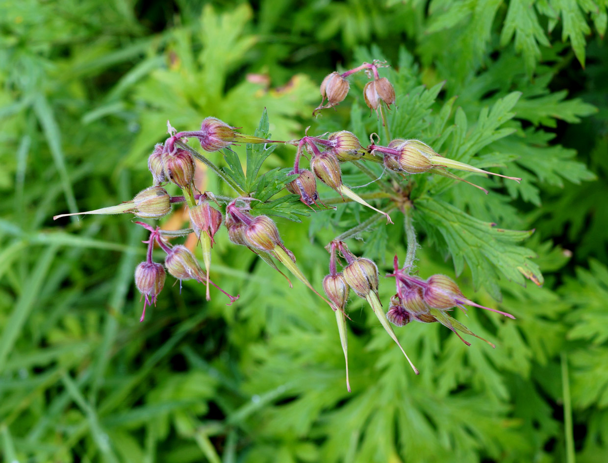 Image of Geranium pratense specimen.