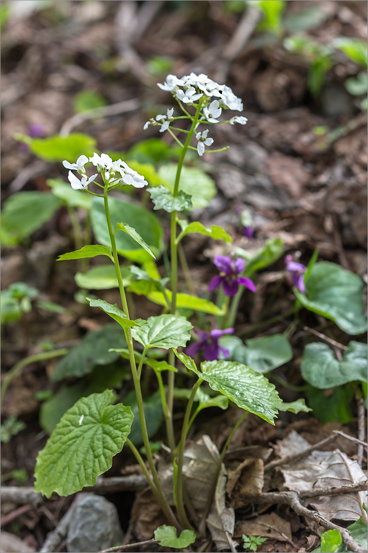 Изображение особи Pachyphragma macrophyllum.