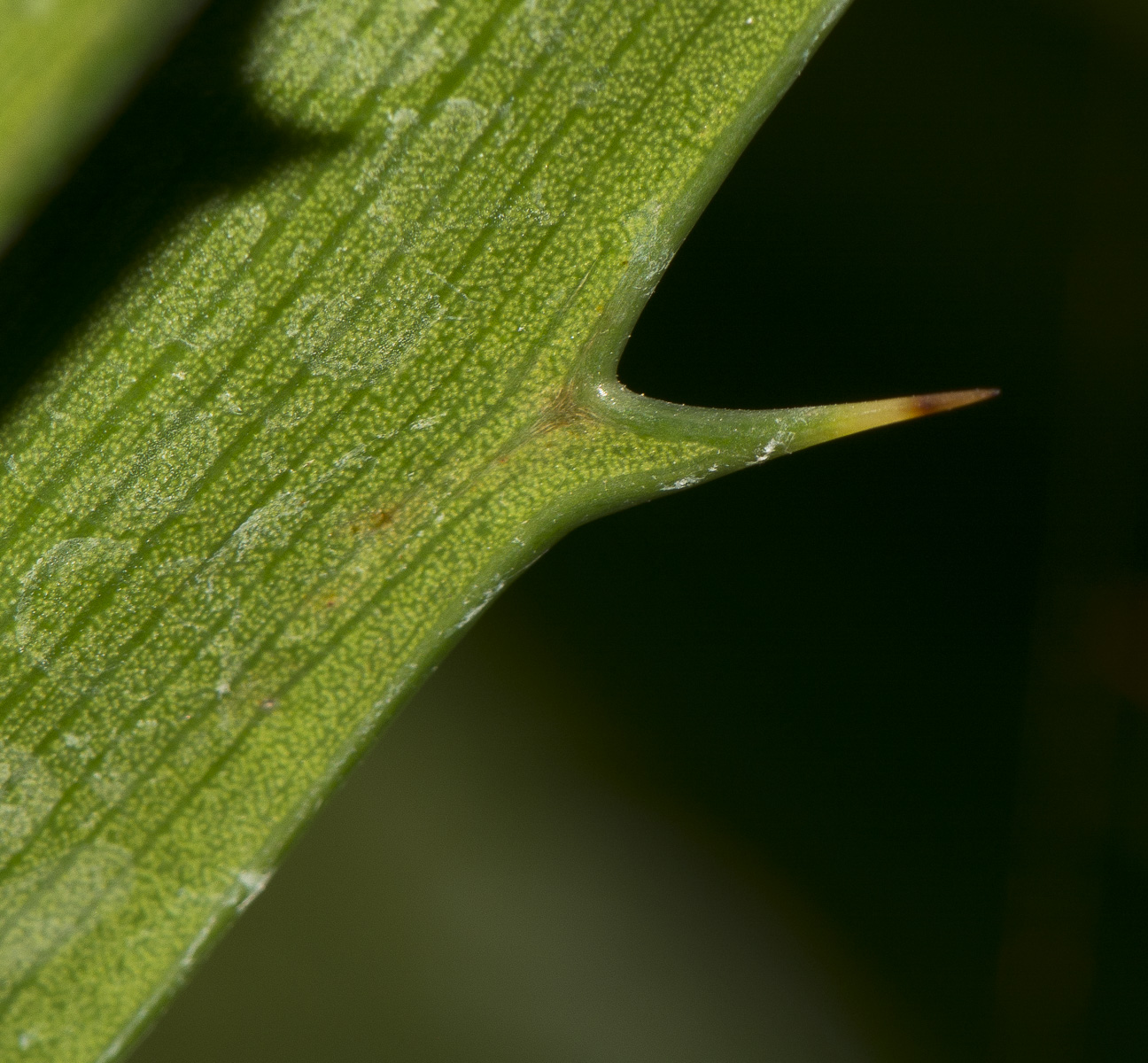 Image of Dioon spinulosum specimen.